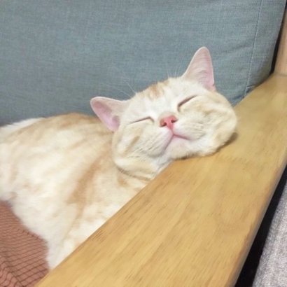呆萌猫咪qq头像合集 软萌小众治愈系 动物头像 第8张 呆萌猫咪qq头像合集 软萌小众治愈系 动物头像 第8张