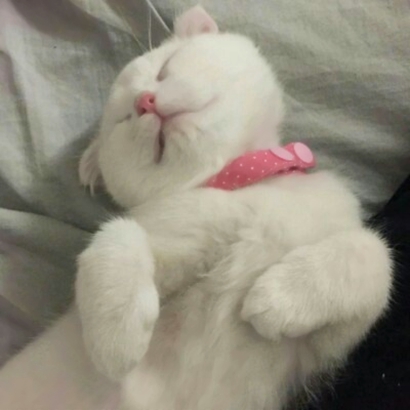 猫情侣头像两张一对合集|可爱猫咪情头一左一右 情侣头像 第17张 猫情侣头像两张一对合集|可爱猫咪情头一左一右 情侣头像 第17张
