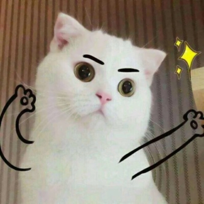 呆萌猫咪qq头像合集 软萌小众治愈系 动物头像 第26张 呆萌猫咪qq头像合集 软萌小众治愈系 动物头像 第26张