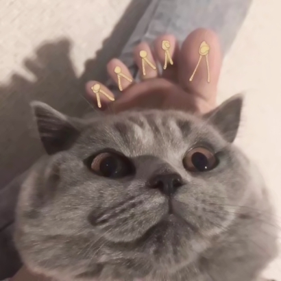 猫咪情侣头像抖音一人一张，爱猫情侣党必备 情侣头像 第21张