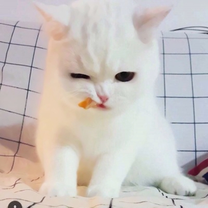 呆萌猫咪qq头像合集 软萌小众治愈系 动物头像 第25张 呆萌猫咪qq头像合集 软萌小众治愈系 动物头像 第25张