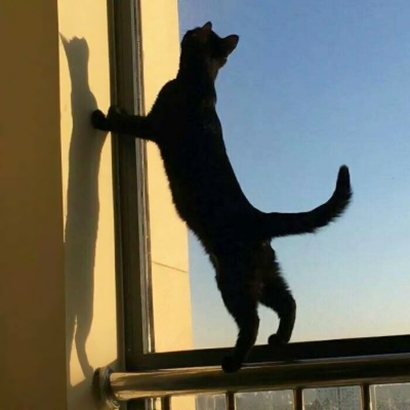 猫情侣头像两张一对合集|可爱猫咪情头一左一右 情侣头像 第31张 猫情侣头像两张一对合集|可爱猫咪情头一左一右 情侣头像 第31张