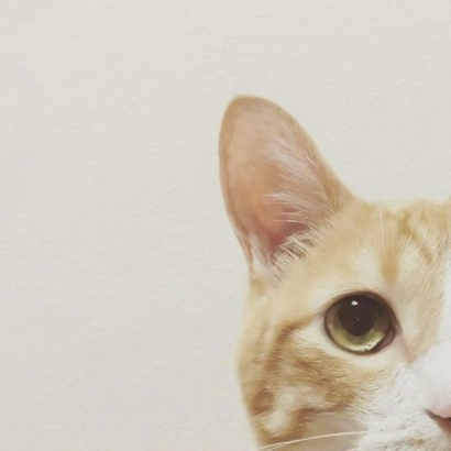 呆萌猫咪qq头像合集 软萌小众治愈系 动物头像 第32张 呆萌猫咪qq头像合集 软萌小众治愈系 动物头像 第32张