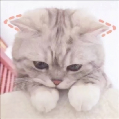 猫咪情侣头像抖音一人一张，爱猫情侣党必备 情侣头像 第11张