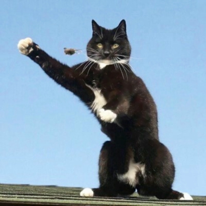 猫情侣头像两张一对合集|可爱猫咪情头一左一右 情侣头像 第25张 猫情侣头像两张一对合集|可爱猫咪情头一左一右 情侣头像 第25张
