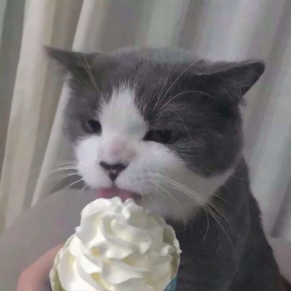 呆萌猫咪qq头像合集 软萌小众治愈系 动物头像 第18张 呆萌猫咪qq头像合集 软萌小众治愈系 动物头像 第18张