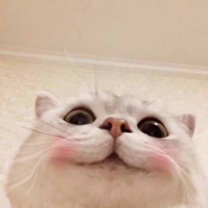 呆萌猫咪qq头像合集 软萌小众治愈系 动物头像 第9张 呆萌猫咪qq头像合集 软萌小众治愈系 动物头像 第9张