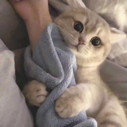 呆萌猫咪qq头像合集 软萌小众治愈系 动物头像 第6张 呆萌猫咪qq头像合集 软萌小众治愈系 动物头像 第6张
