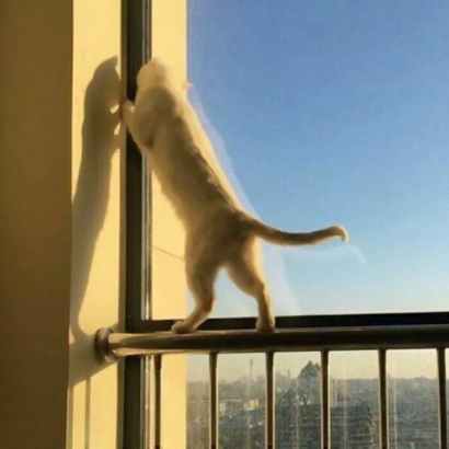 猫情侣头像两张一对合集|可爱猫咪情头一左一右 情侣头像 第32张 猫情侣头像两张一对合集|可爱猫咪情头一左一右 情侣头像 第32张