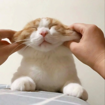 呆萌猫咪qq头像合集 软萌小众治愈系 动物头像 第22张 呆萌猫咪qq头像合集 软萌小众治愈系 动物头像 第22张