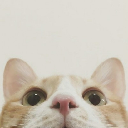 呆萌猫咪qq头像合集 软萌小众治愈系 动物头像 第24张 呆萌猫咪qq头像合集 软萌小众治愈系 动物头像 第24张