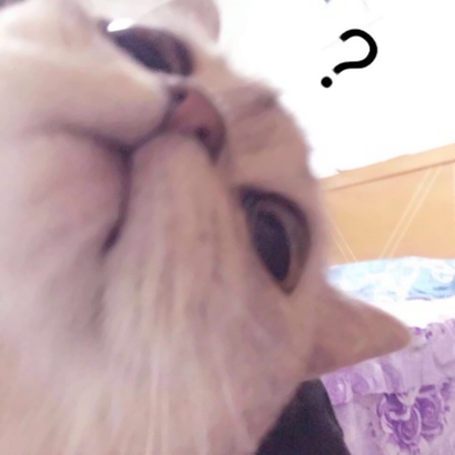 呆萌猫咪qq头像合集 软萌小众治愈系 动物头像 第3张 呆萌猫咪qq头像合集 软萌小众治愈系 动物头像 第3张