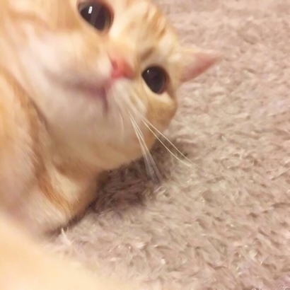 呆萌猫咪qq头像合集 软萌小众治愈系 动物头像 第2张 呆萌猫咪qq头像合集 软萌小众治愈系 动物头像 第2张