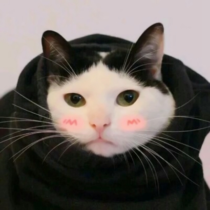猫情侣头像两张一对合集|可爱猫咪情头一左一右 情侣头像 第29张 猫情侣头像两张一对合集|可爱猫咪情头一左一右 情侣头像 第29张