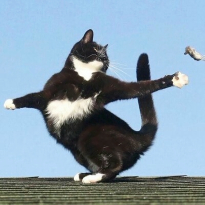 猫情侣头像两张一对合集|可爱猫咪情头一左一右 情侣头像 第26张 猫情侣头像两张一对合集|可爱猫咪情头一左一右 情侣头像 第26张
