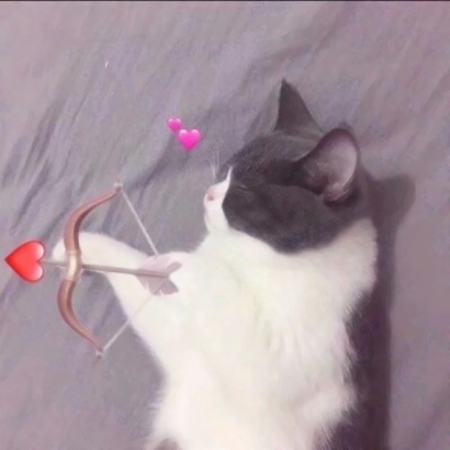 猫情侣头像两张一对合集|可爱猫咪情头一左一右 情侣头像 第2张 猫情侣头像两张一对合集|可爱猫咪情头一左一右 情侣头像 第2张