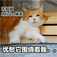 可爱猫带字头像 动物头像 第10张 可爱猫带字头像 动物头像 第10张