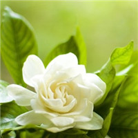 栀子花图片唯美头像 其它头像 第3张 栀子花图片唯美头像 其它头像 第3张