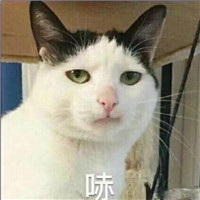 可爱猫带字头像 动物头像 第15张 可爱猫带字头像 动物头像 第15张