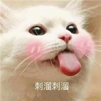 可爱猫带字头像 动物头像 第18张 可爱猫带字头像 动物头像 第18张