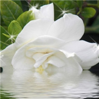 栀子花图片唯美头像 其它头像 第4张 栀子花图片唯美头像 其它头像 第4张