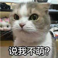 可爱猫带字头像