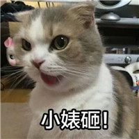 可爱猫带字头像 动物头像 第3张 可爱猫带字头像 动物头像 第3张