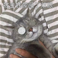可爱猫带字头像 动物头像 第5张 可爱猫带字头像 动物头像 第5张