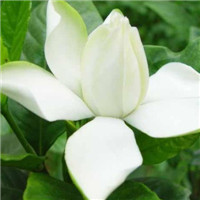 栀子花图片唯美头像 其它头像 第8张 栀子花图片唯美头像 其它头像 第8张