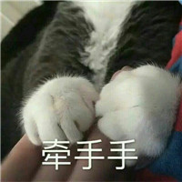 可爱猫带字头像 动物头像 第7张 可爱猫带字头像 动物头像 第7张