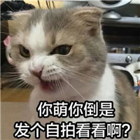 可爱猫带字头像 动物头像 第2张 可爱猫带字头像 动物头像 第2张