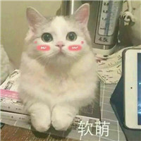 可爱猫带字头像 动物头像 第8张 可爱猫带字头像 动物头像 第8张
