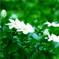 栀子花图片唯美头像 其它头像 第9张 栀子花图片唯美头像 其它头像 第9张