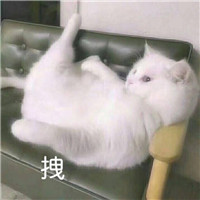 可爱猫带字头像 动物头像 第13张 可爱猫带字头像 动物头像 第13张