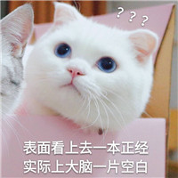 可爱猫带字头像 动物头像 第16张 可爱猫带字头像 动物头像 第16张