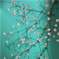 qq头像花朵唯美小清新 其它头像 第11张 qq头像花朵唯美小清新 其它头像 第11张