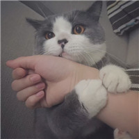 女生抱猫咪的慵懒头像 女生头像 第3张 女生抱猫咪的慵懒头像 女生头像 第3张