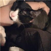 抱猫不露脸男生头像 男生头像 第16张 抱猫不露脸男生头像 男生头像 第16张