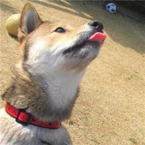 狗狗情侣头像一左一右 情侣头像 第6张 狗狗情侣头像一左一右 情侣头像 第6张