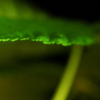 带水滴的树叶意境图片头像 其它头像 第7张 带水滴的树叶意境图片头像 其它头像 第7张