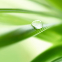 带水滴的树叶意境图片头像 其它头像 第5张 带水滴的树叶意境图片头像 其它头像 第5张