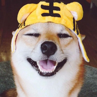 一猫一狗可爱情侣头像 情侣头像 第15张
