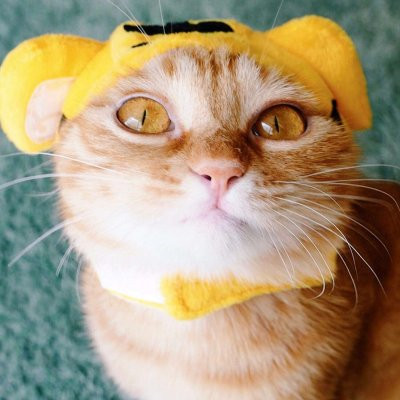 一猫一狗可爱情侣头像 情侣头像 第16张