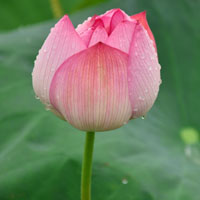 荷花露珠头像图片大全 其它头像 第6张 荷花露珠头像图片大全 其它头像 第6张