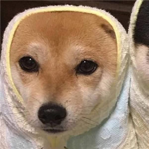 狗狗情侣头像一左一右 情侣头像 第4张 狗狗情侣头像一左一右 情侣头像 第4张