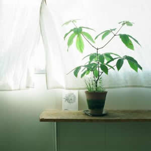 被这组静物高清头像美哭😭简约清新又唯美 其它头像 第1张