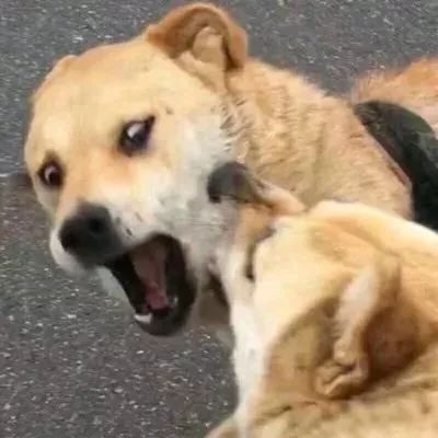 甜酷必看!100组沙雕可爱情侣头像来袭