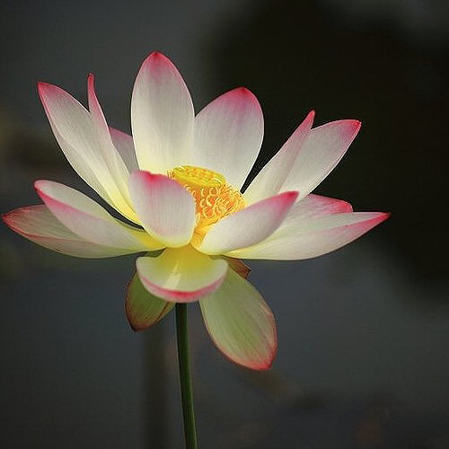 超绝！适合永远不换的头像图片大集合 其它头像 第69张