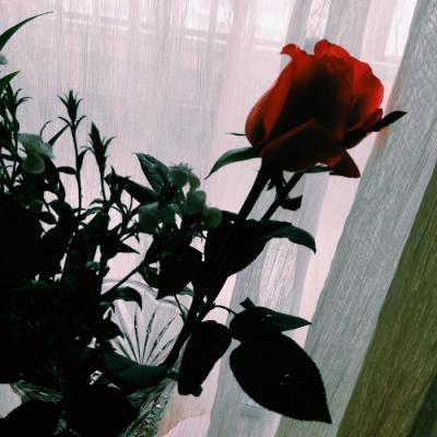 女人最旺财的微信头像推荐,女人必看! 女生头像 第22张 女人最旺财的微信头像推荐,女人必看! 女生头像 第22张