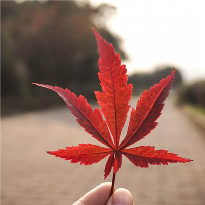 秋天绝美风景微信头像来袭,好看到能永久珍藏! 风景头像 第9张 秋天绝美风景微信头像来袭,好看到能永久珍藏! 风景头像 第9张